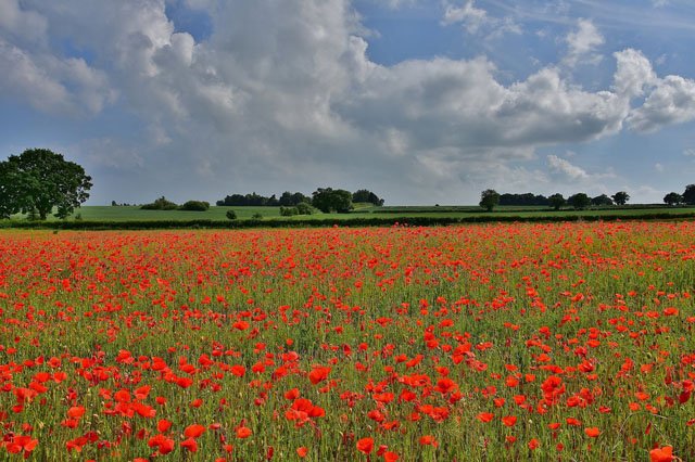 June 2018 Poppy Fields